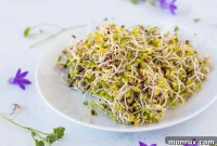 Grow Nutrient-Rich Broccoli Sprouts at Home