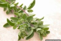 Your Guide to 5 Marjoram Substitutes and Proper Quantities