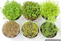 Cultivate and Consume: 7 Powerhouse Microgreens