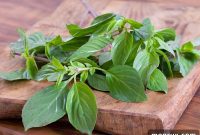 Keep Basil Fresh for Weeks