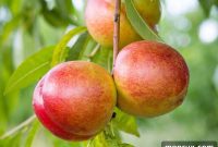 Nutritionist’s 15 Must-Try N-Fruits