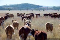 Discover Your Local Grass-Fed Beef Source