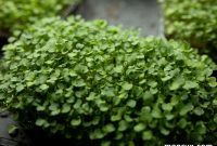 Broccoli Microgreens Grow Your Own Powerhouse