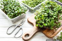 Radish Microgreens A Beginner’s Handbook for Health and Harvest