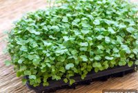 Unlock Kale Microgreens: Cultivate Your Superfood at Home