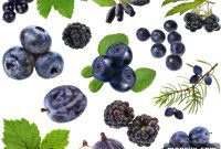 Beyond Blueberries 27+ Naturally Blue Foods