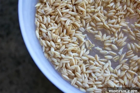 A bowl of oat groats after a 12-hour soak and one day of sprouting, showing the very first signs of germination.