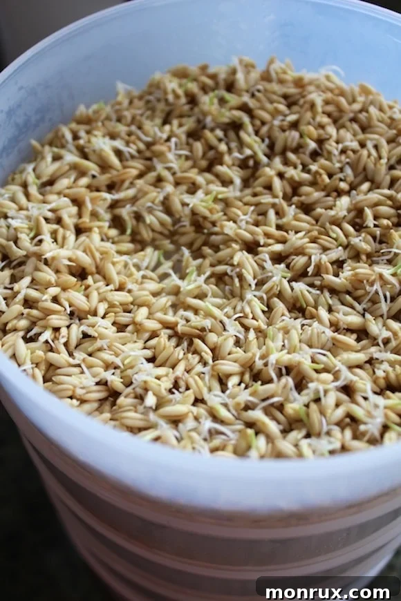 Sprouted oat groats nestled in a sprouting container, clearly showing the emergence of small, white rootlets or 'tails'.