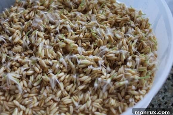 Fully sprouted oat groats in a sprouting tray, showcasing their well-developed root hairs, indicating readiness for use.