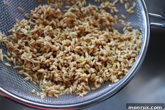 A colander filled with freshly rinsed sprouted oat groats, glistening and ready for cooking or consumption.
