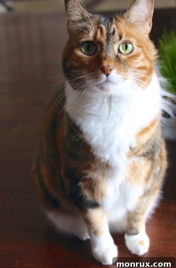 Regal Xena, a magnificent tabby cat, sitting majestically, embodying her warrior princess spirit.
