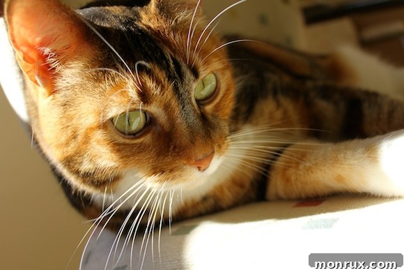 Xena, a stunning orange tabby cat, looking serene and majestic, a symbol of beauty and cherished companionship.