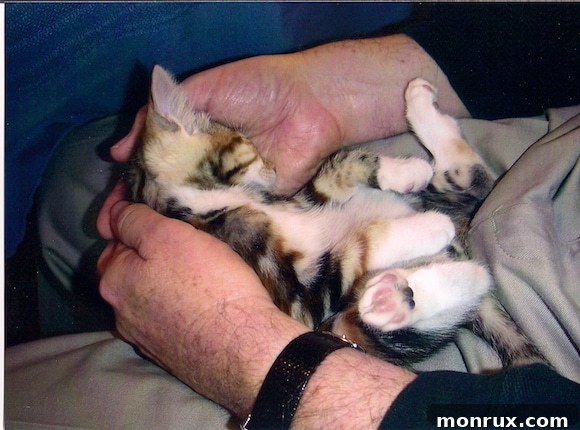 A tiny kitten, Xena, peacefully asleep on her back in Alan's hands, illustrating her immediate trust and comfort.