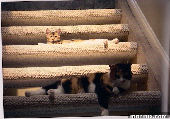 Xena and Roxy, two cats, relaxing together on sunlit stairs, showcasing their cohabitation.