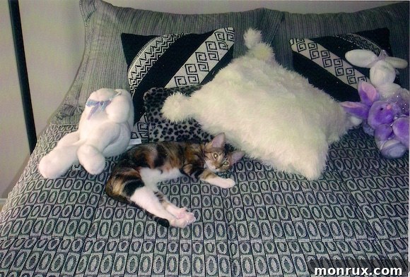 A fluffy Xena kitten, adorable and playful, resting comfortably on a soft bed, inviting cuddles.