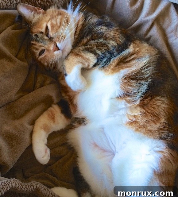 An adult Xena enjoying a belly scratch, displaying her characteristic love for interaction and affection.