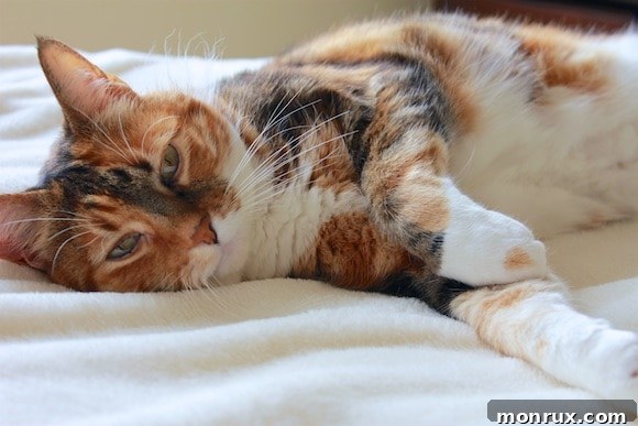 Xena, a content and lazy girl, lounging comfortably, epitomizing the relaxed life of a pampered house cat.