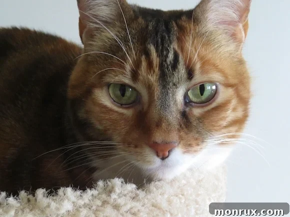 My beautiful Xena, a stunning tabby cat with expressive eyes, exuding grace and charm, a beloved family member.