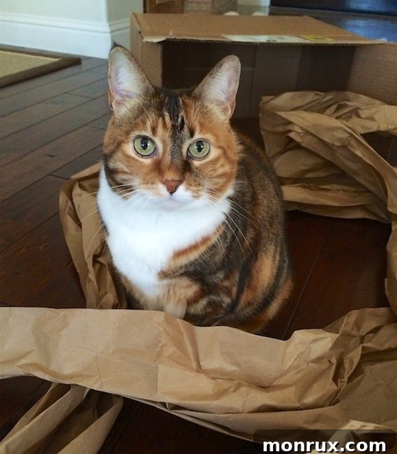 Xena enthusiastically 'helping' unpack a box, her playful curiosity evident as she explores the new cardboard treasure.