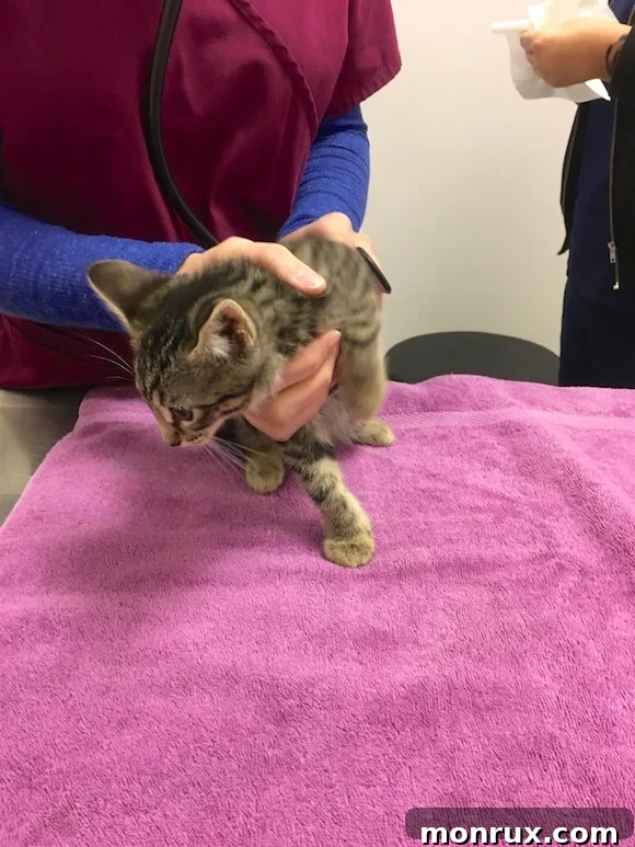 A small kitten looking a bit timid but calm during its first vet visit.