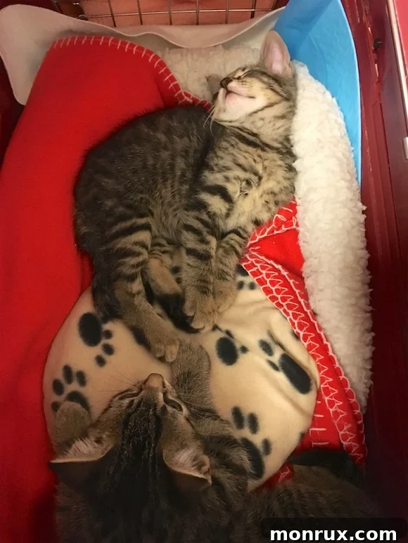 A kitten sleeping peacefully in its carrier after a long day at the vet.