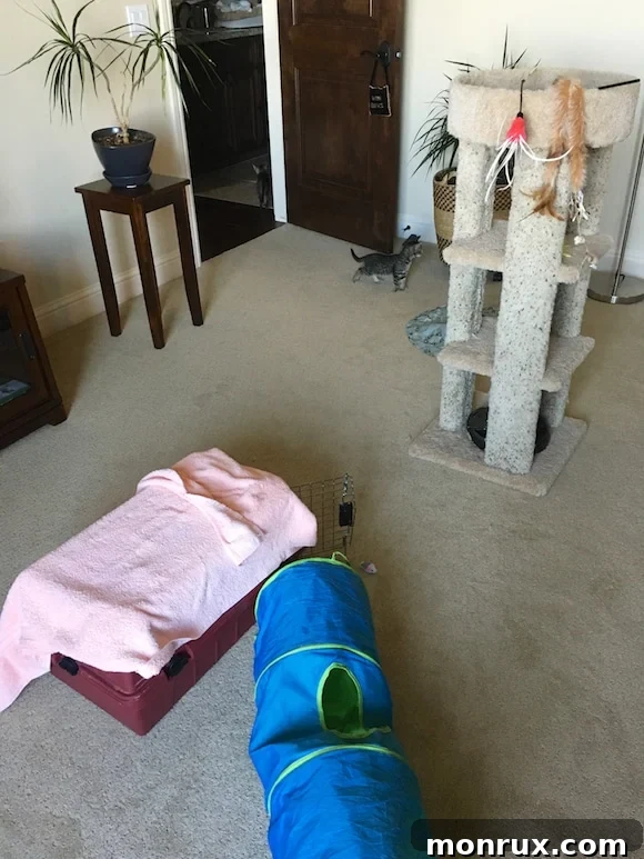 A brightly lit kitten playroom filled with toys and climbing structures, designed for feline fun.