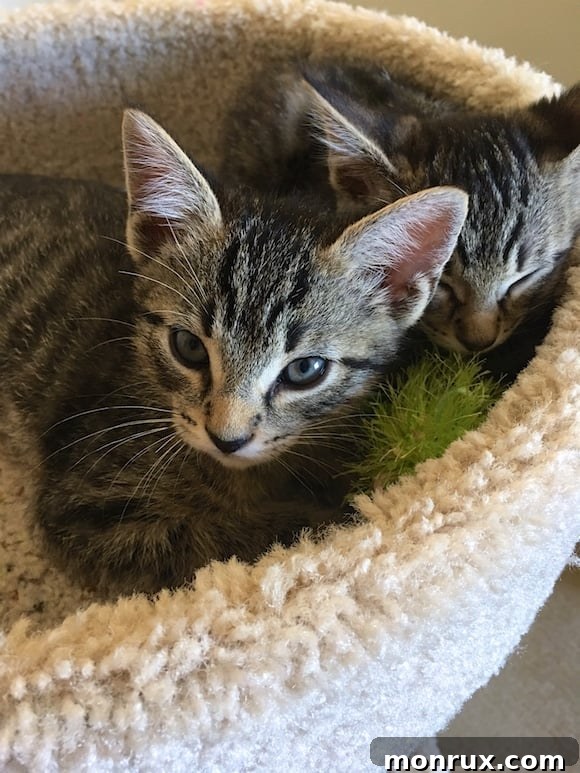 Two adorable kittens sleeping peacefully together, showcasing their bond and comfort.