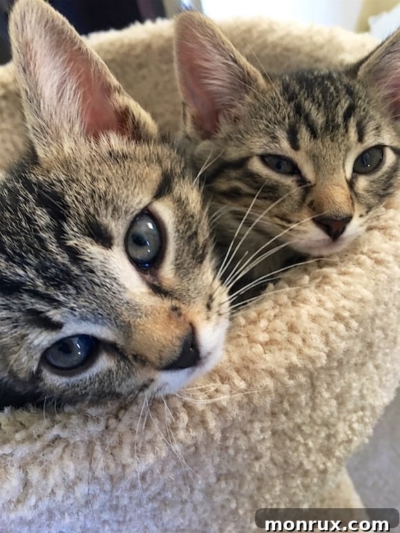 A charming image of Dash and Dottie interacting playfully, full of life.