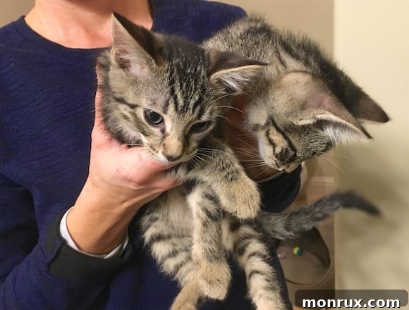 A playful jumble of kittens, showing their youthful energy and togetherness.