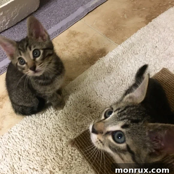 Two adorable kittens huddling together, looking a little apprehensive but sweet.