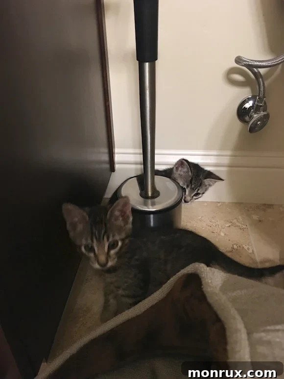 Two kittens sitting closely together, starting to feel more comfortable in their new home.