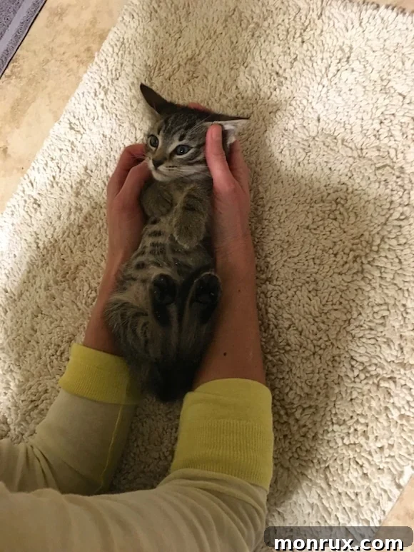 A close-up of a kitten's adorable spotted tummy.