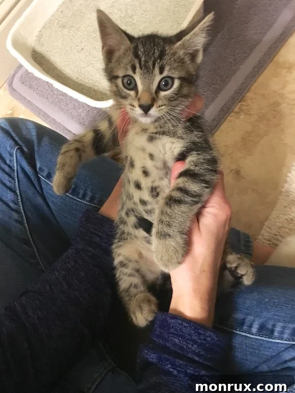 Another view of Dottie's unique spotted tummy, highlighting her markings.