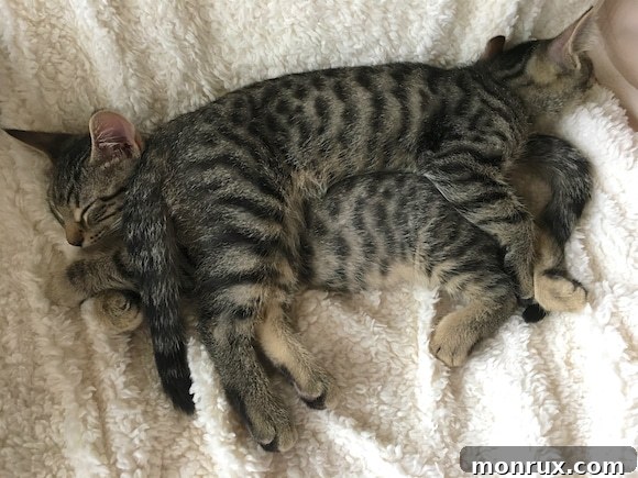 Two kittens sleeping closely together, providing comfort to each other.