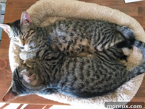 Kittens snuggling affectionately, demonstrating their bond.
