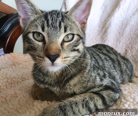 Close-up of Dash the kitten looking alert and healthy.