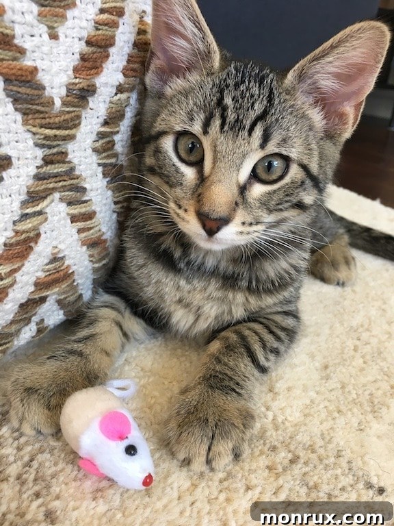Close-up of Dottie the kitten, showcasing her changing eye color.