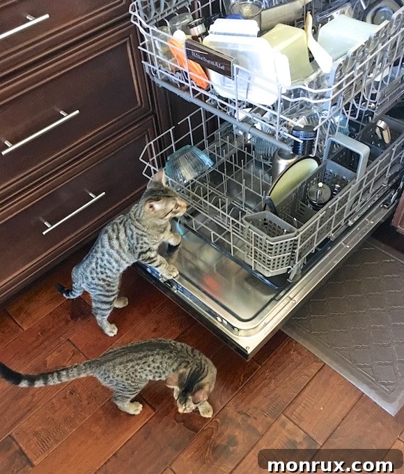 Curious kitten exploring the open dishwasher.
