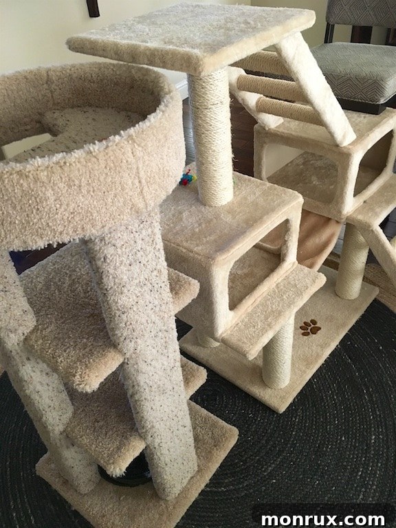 Kittens playing on a cat climbing structure in the living room.