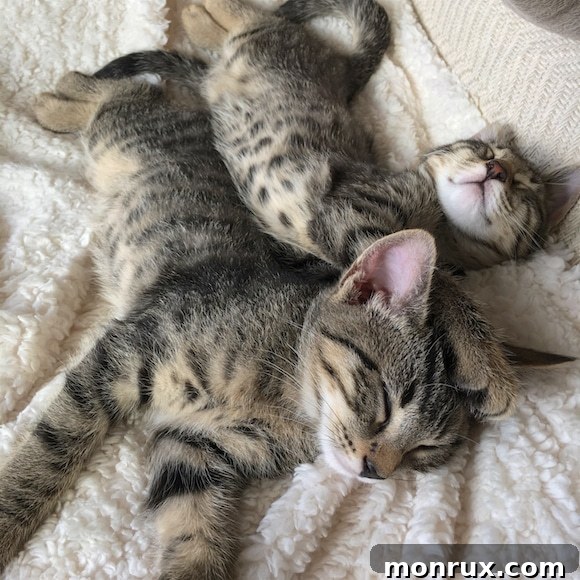 Two adorable kittens sleeping soundly, curled up together.