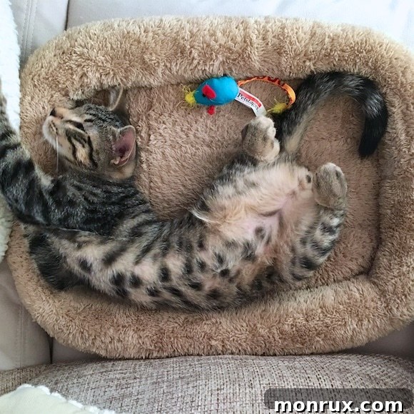 Dash the kitten sleeping in a funny, contorted position.