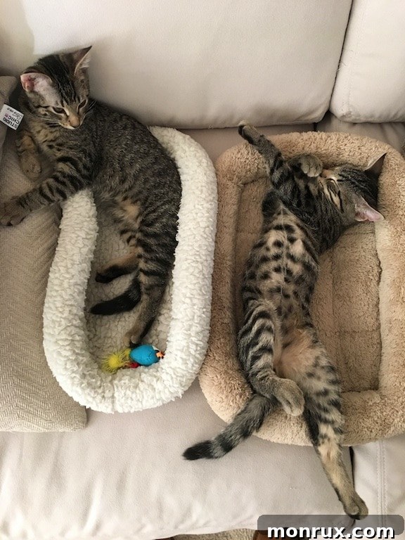 Kittens sleeping soundly, one on top of the other.