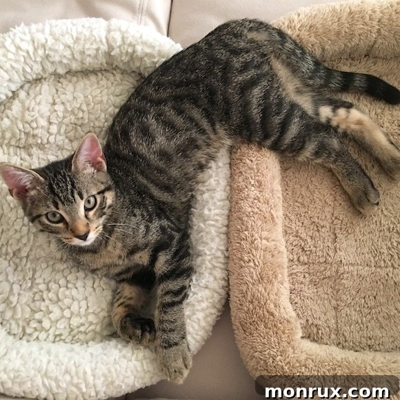Silly kitten sleeping on its back with paws in the air.