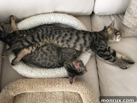 Long kitten stretching out while sleeping.