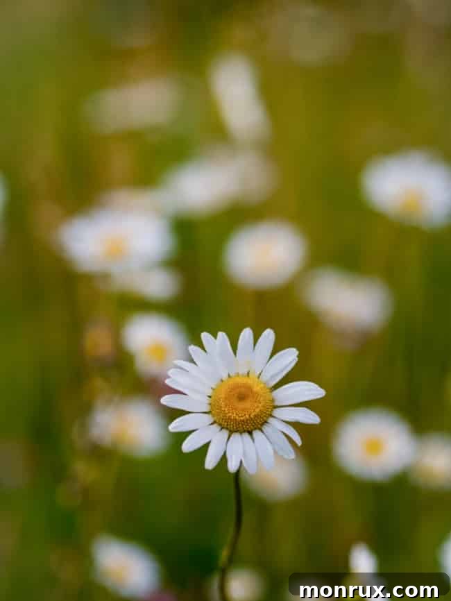 Vibrant flowers in a lush field, symbolizing natural health and well-being.