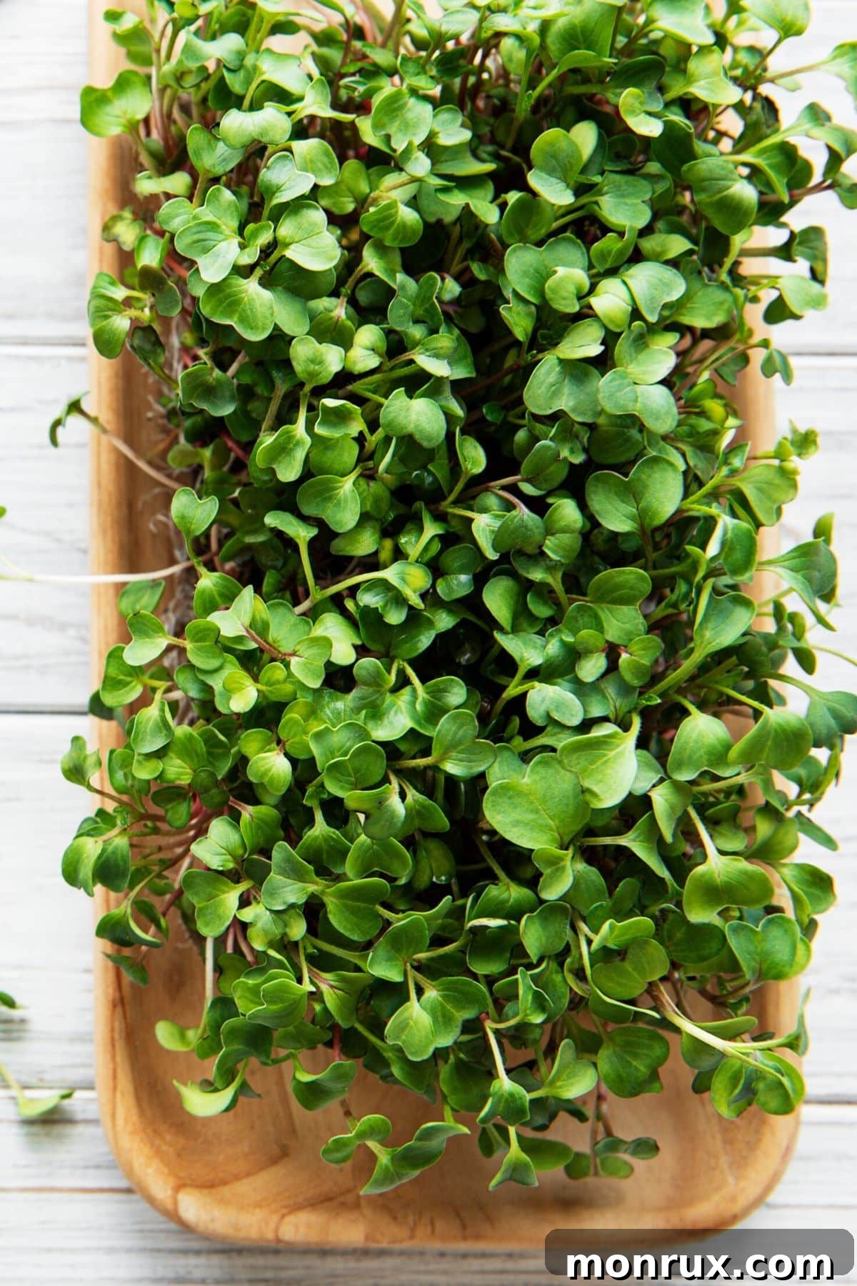 A tray of diverse microgreens, freshly grown and ready for harvest, showing delicate stems and vibrant leaves.