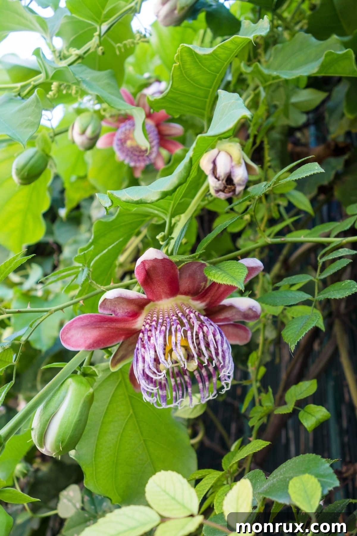 A vibrant passion flower blooms on a vine, symbolizing natural beauty and the calming properties of this herbal remedy used to treat sleeplessness and anxiety.