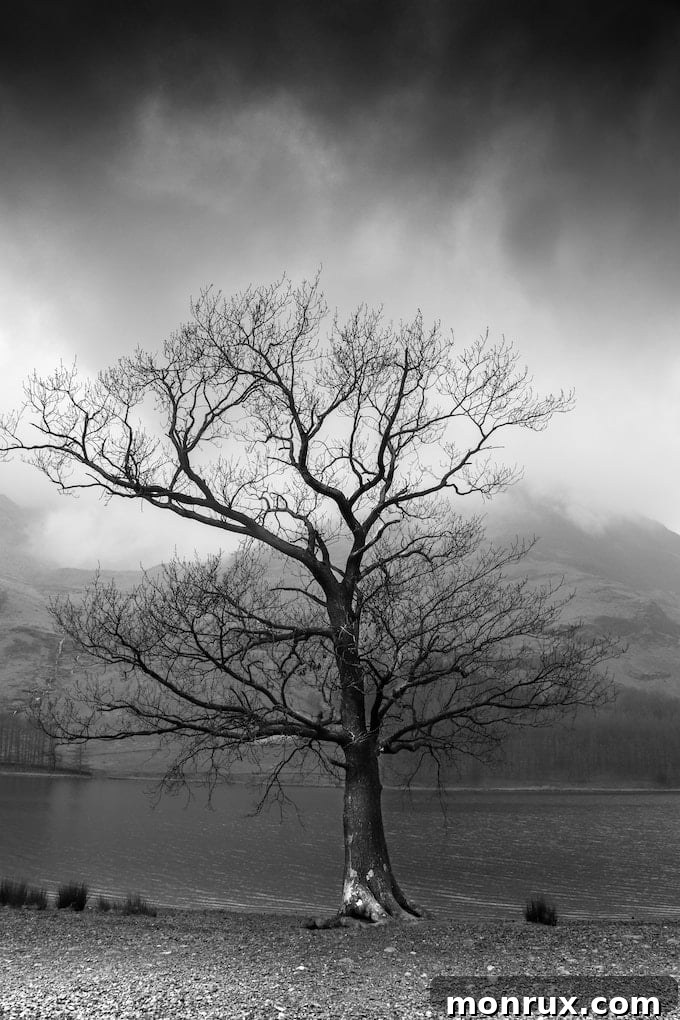 sad tree in winter, symbolizing grief.