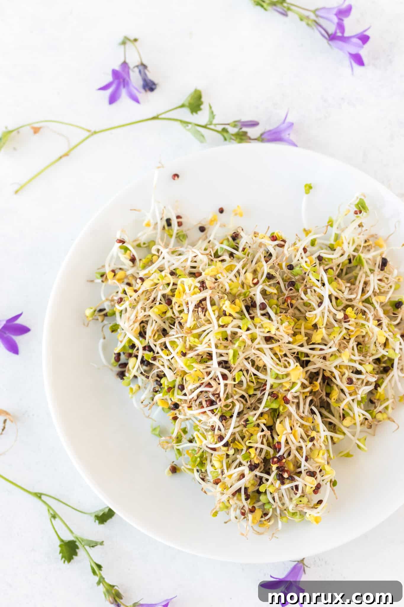 Freshly harvested broccoli sprouts in a bowl, ready to eat, with purple flowers in the background. Illustrates the successful outcome of home sprouting.