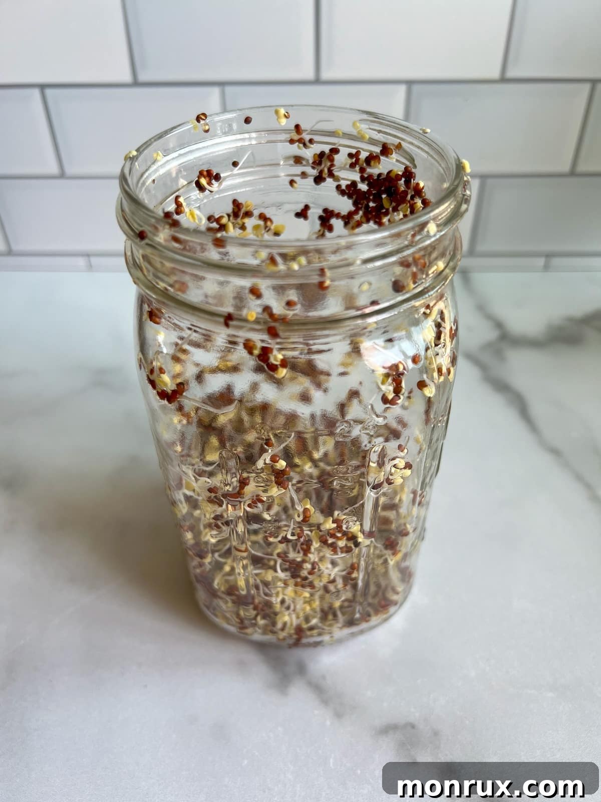Broccoli seeds visibly sprouted and growing in a jar, showing the early stages of green shoots and root development.